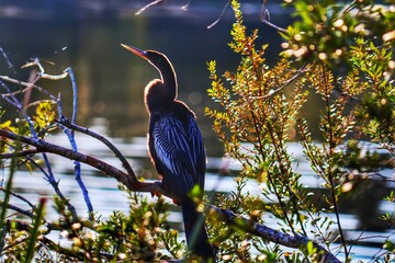 heron