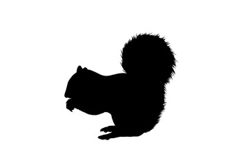 Silhouette Scoiattolo