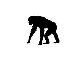 Silhouette Scimpanzé