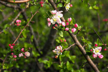  Pink apple blossom in green garden. 