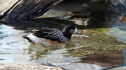 Canard de Chiloé ou mareca sibilatrix barbotant en eau douce à la recherche de nourriture ou plante aquatique