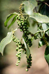 organic peppercorn pods on pepper vine plant in kampot cambodia - 414618764
