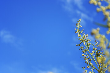 A branch of a tall herbal plant against a blue sky
