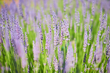 Lavender field in Yorkshire, UK