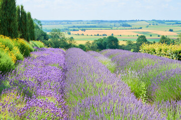 Fototapeta na wymiar Lavender field in Yorkshire, UK