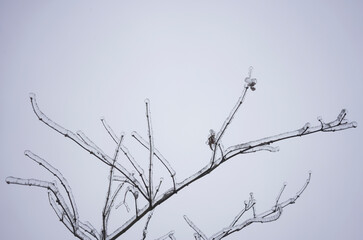 Obraz premium Frozen branches after freezing rain in the winter.