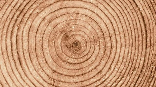 Rings texture of old tree move or cause to move in a circle around an axis or center