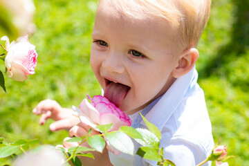 Child lick blooming rose tree in spring park. Boy with tongue outdoor. Blossom garden. © Volodymyr