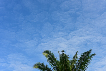 Blue sky and white clouds for background