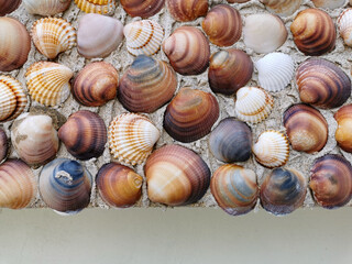 shells background