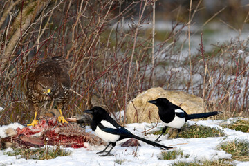Mäusebussard (Buteo buteo) und Elstern (Pica pica) fressen an einem Kadaver // Buzzard and magpies...