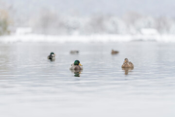 Patos en lago en invierno