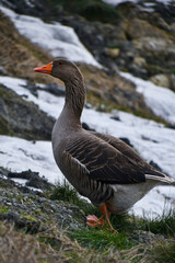 Oie qui se balade devant de la glace
