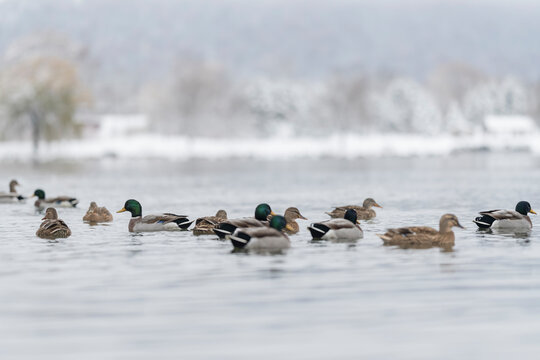 Patos en lago en invierno