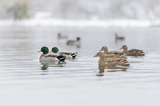Patos en lago en invierno