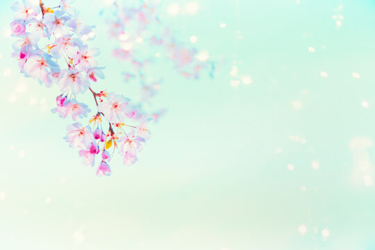 Springtime pink cherry blossom with sunshine bokeh at  turquoise blue background . Nature abstract