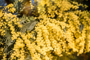 beautiful mimosa blooming in a garden