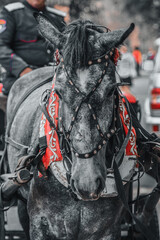 Cossacks