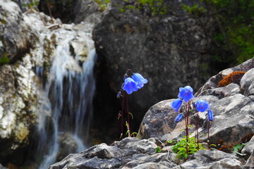 Alpenglöckchen in den Ammergauer Alpen vor einem Wasserfall