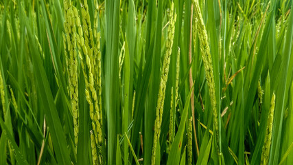 Obraz na płótnie Canvas Rice Field Background