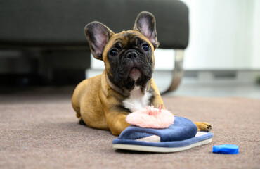 cute french bulldog puppy laying and watching 