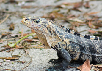 island land iguana