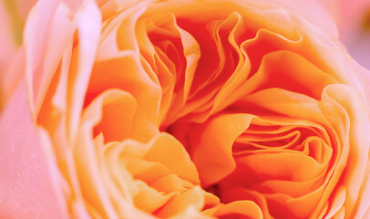 orange rose's bud macro view petals close-up background