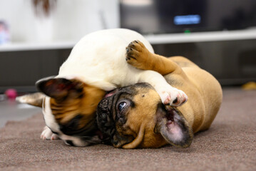 Playful cute French bulldog puppies fighting 