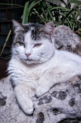 Adorable young cat laying in the sun