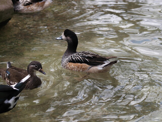 Canard de Chiloé ou mareca sibilatrix barbotant en eau douce à la recherche de nourriture ou plante aquatique