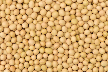 Soybean background