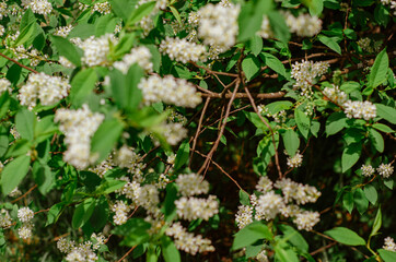 Blooming branch of bird cherry in the spring garden. White flowers on a background of green leaves, natural background, spring blooming concept. Muted green tint.