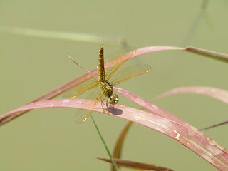 close up yellow dragonfly