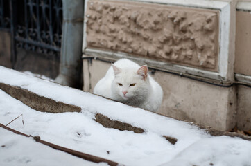 White street cat sits on a bench. Yard cat. Abandoned pet. March cat.