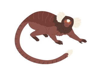 Cute cotton-top tamarin with long hair on head and forehead. Small squirrel-sized monkey crawling. Hand-drawn exotic American animal. Colored flat vector illustration isolated on white background