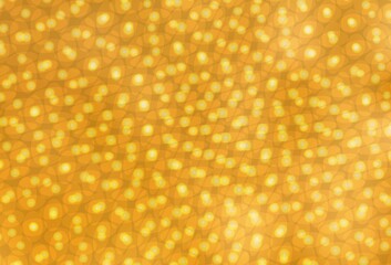 Light Orange vector texture with disks.