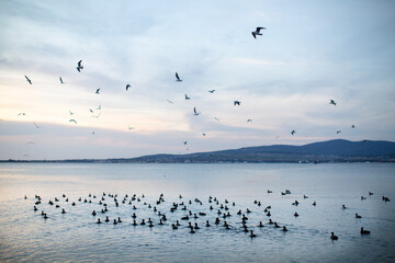 Birds swim and fly on the sea