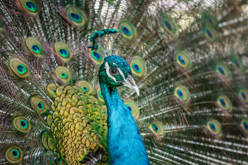 Naklejka na ściany i meble closeup portrait of a male peacock head