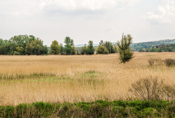 Obraz premium Landscape, in front of the forest sown with reeds, Petrovaradin, Novi Sad, Serbia 