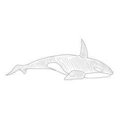 Vector Sketch Orca. Killer Whale Illustration.