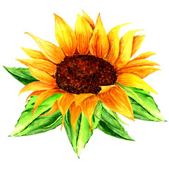Watercolor sunflower with green leaves isolated on white background