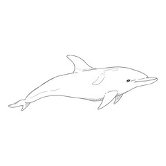 Naklejka na ściany i meble Vector Sketch Dolphin Illustration