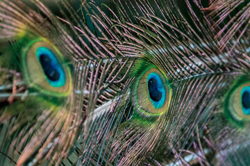 closeup portrait of a male peacock feathers and tail