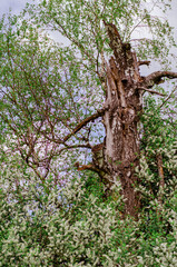 Young green foliage blooms in the trees. Bird cherry with white flowering branches stands in a clearing in the forest. Nature awakening in spring. Landscape.