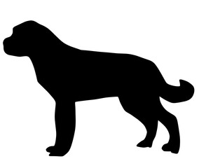 可愛いセントバーナードのシルエット