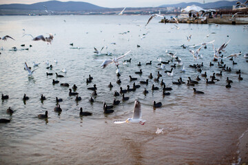Birds fly over the beach in the city