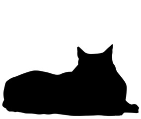 可愛いメイン・クーンのシルエット