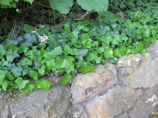 European ivy tendrils on a shady stone wall