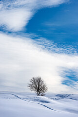Lonely bare tree in a winter landscape with snow on blue sky with clouds. Lessinia Plateau (Altopiano della Lessinia), Regional Natural Park, Verona Province, Veneto, Italy, Europe.
