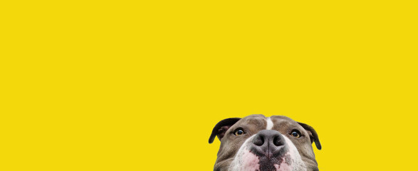 Banner curious american bully dog. Isolated on yellow background.